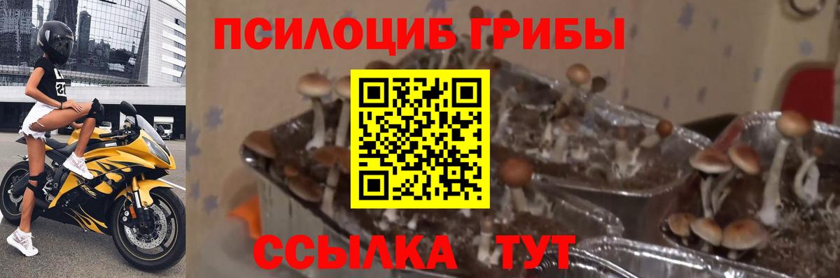 наркота  Вход с VPN  Муром  Галлюциногенные грибы прущие грибы 